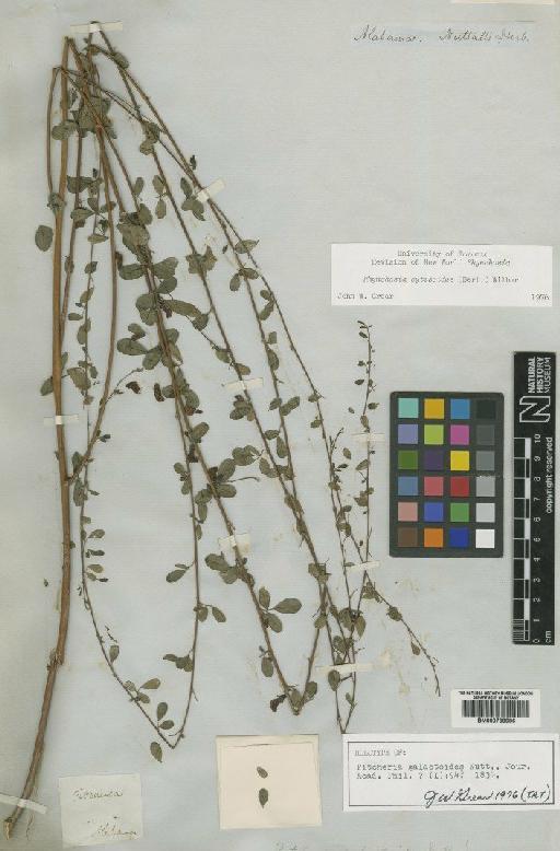 Rhynchosia cytisoides (Bertol.) Wilbur - BM000799986