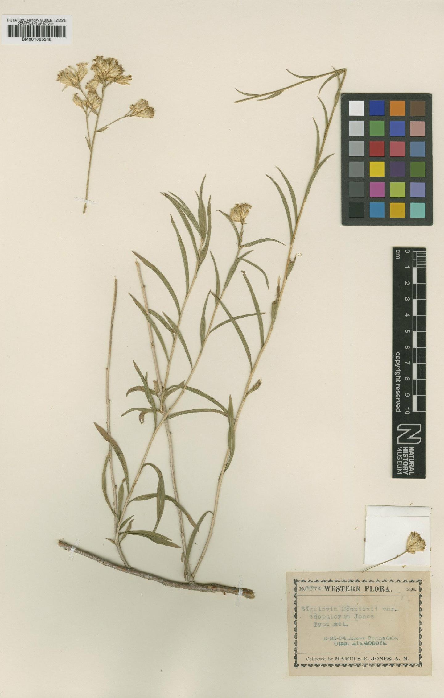 To NHMUK collection (Haplopappus scopulorum (M.E.Jones) S.F.Blake; Type; NHMUK:ecatalogue:746309)