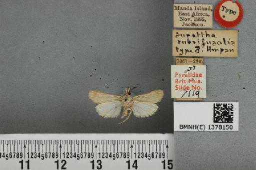 Prionapteryx rubrifusalis (Hampson, 1919) - BMNH(E) 1378150 Surattha rubrifusalis Hampson male T ventral & labels
