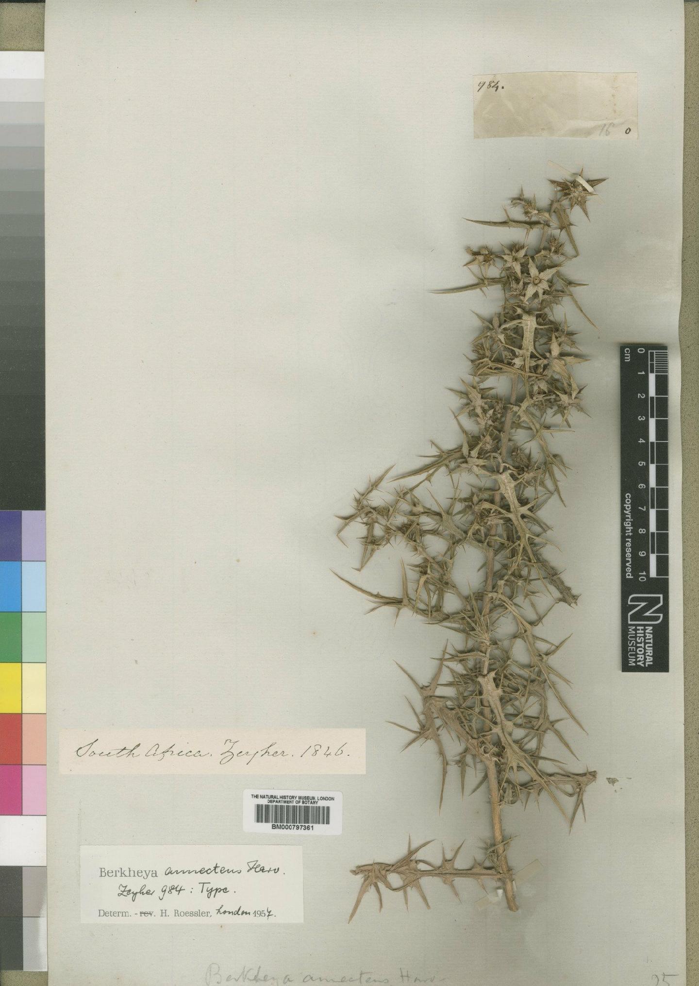 To NHMUK collection (Berkheya annectens Harv.; Type; NHMUK:ecatalogue:4553131)