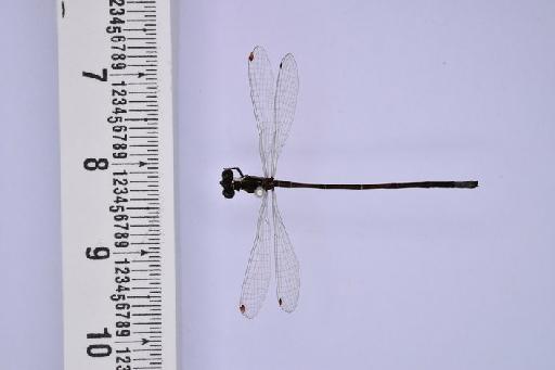Ischnura sanguinostigma Fraser, 1953 - BMNHE_1685328-Ischnura_sanguinostigma-dorsal