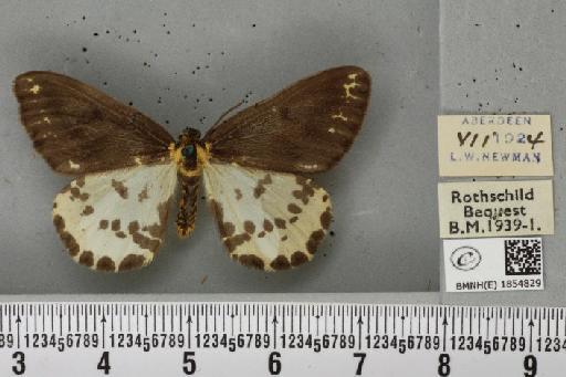 Abraxas grossulariata ab. aberdoniensis Raynor, 1923 - BMNHE_1854829_415347