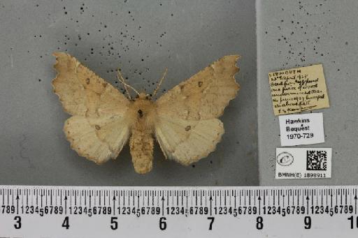 Odontopera bidentata (Clerck, 1759) - BMNHE_1898911_451544