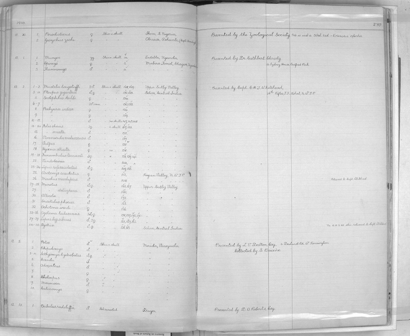 Zoology Accessions Register: Mammals: 1904 - 1910: page 270