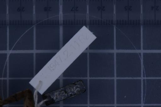 Nanohyla annamensis - 1947.2.11.62_Image007