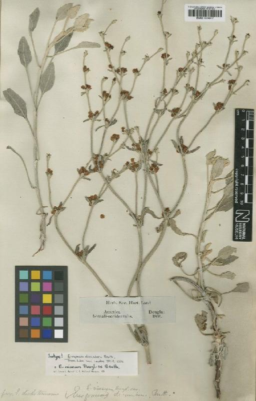 Eriogonum niveum subsp. decumbens S.Stokes - BM001024517