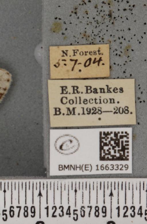 Coscinia cribraria bivittata (South, 1900) - BMNHE_1663329_label_283058