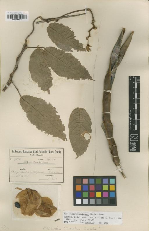 Centrosema snethlageae (Ducke) Fantz - BM000931631