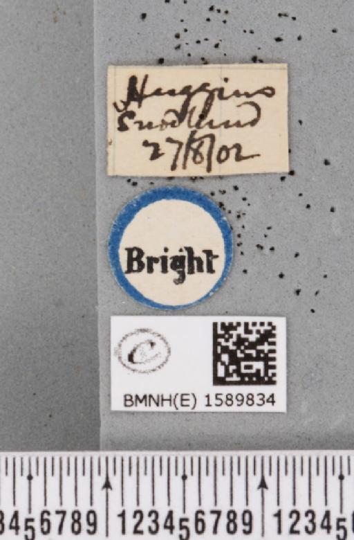 Scopula ornata (Scopoli, 1763) - BMNHE_1589834_label_268117