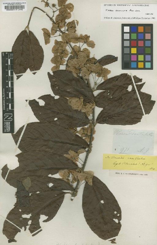 Hiraea bahiensis f.  dentulata Nied. - BM000583179