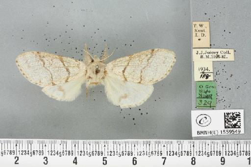 Calliteara pudibunda (Linnaeus, 1758) - BMNHE_1559549_255435