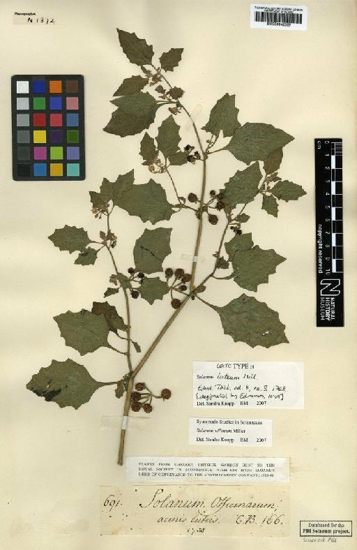 Solanum villosum Mill. - BM000942567