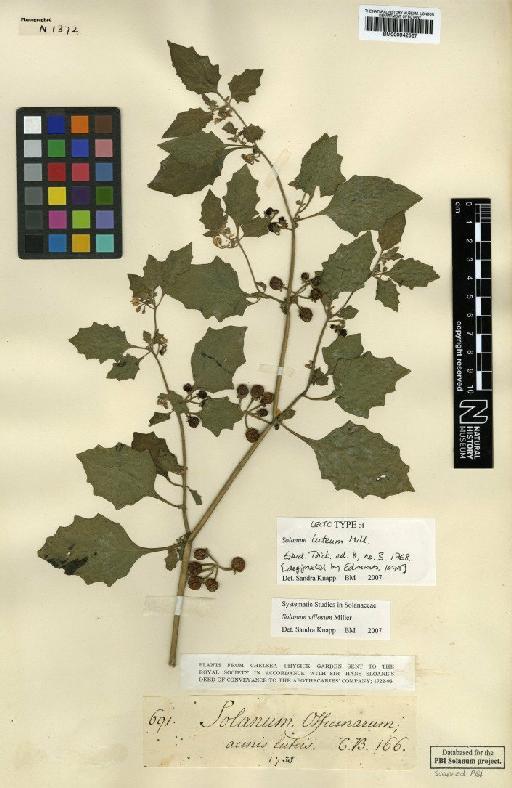 Solanum villosum Mill - BM000942567