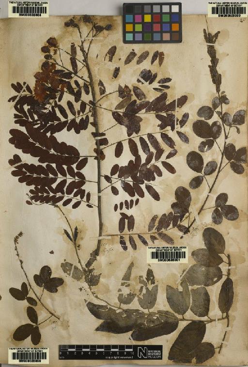 Cassia auriculata L. - BM000628088