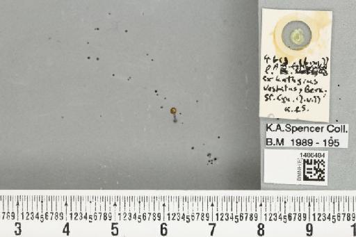 Nemorimyza lathyroides Spencer, 1981 - BMNHE_1486484_50207