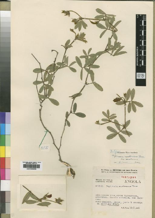 Tephrosia newtoniana var. newtoniana Torre - BM000842919