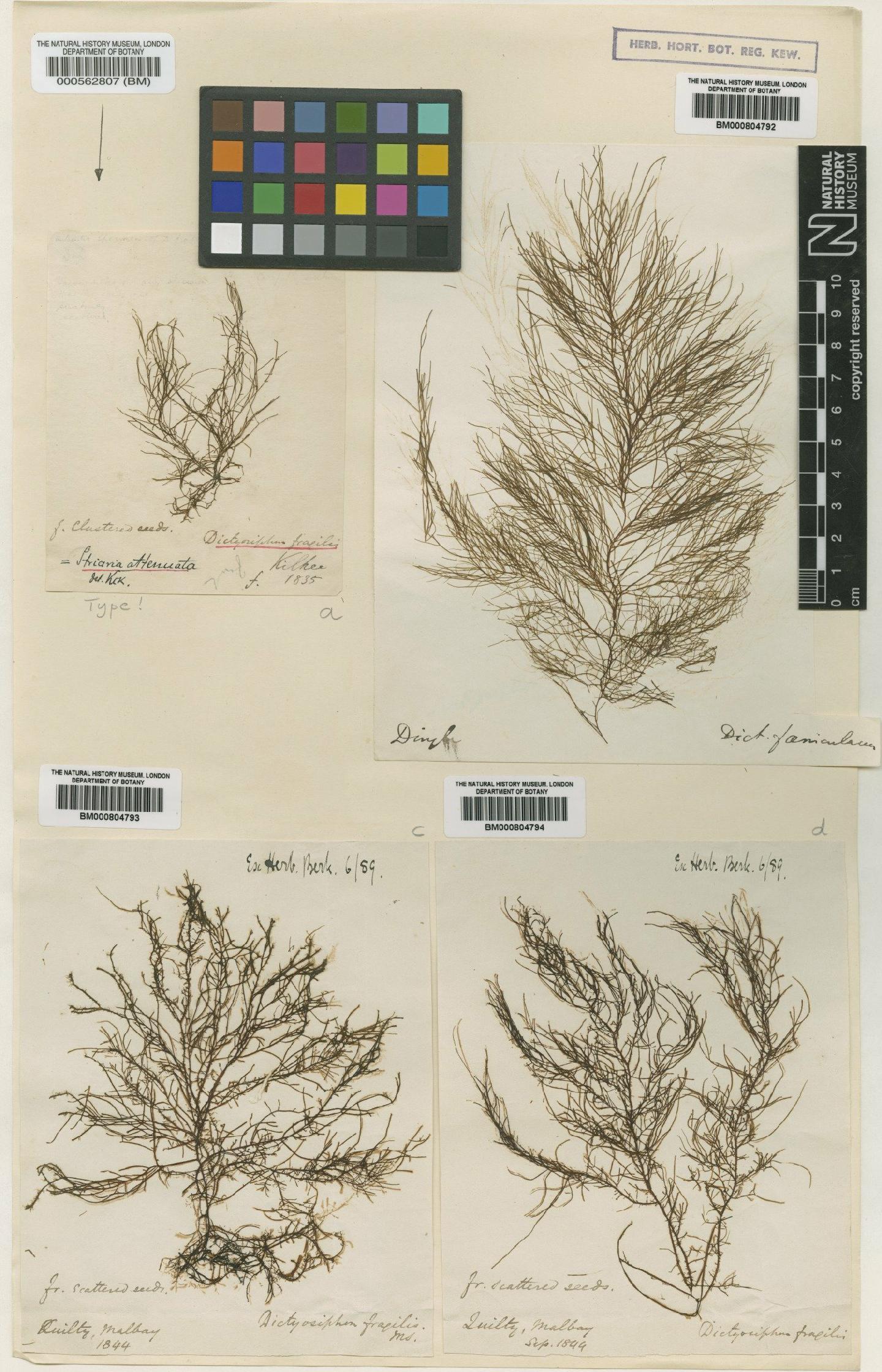 To NHMUK collection (Dictyosiphon foeniculaceus (Hudson) Grev.; Type; NHMUK:ecatalogue:4722303)