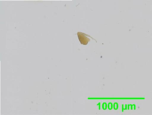 Liposcelis subfuscus Broadhead, 1947 - 010148457__2016_03_16_s2