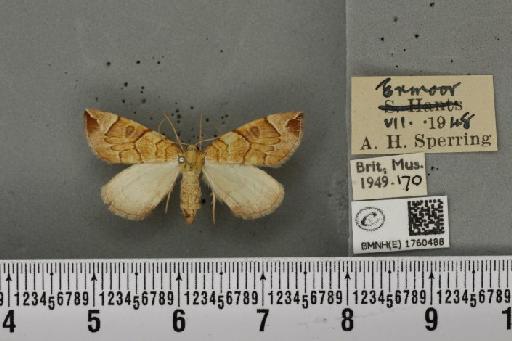 Eulithis testata (Linnaeus, 1761) - BMNHE_1760488_343256