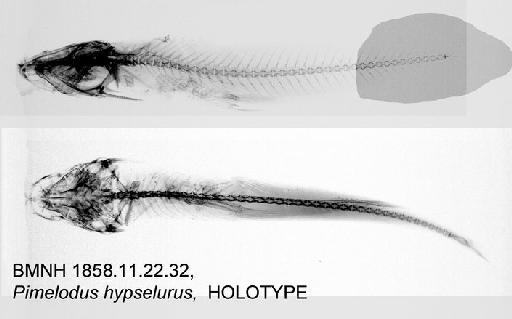 Pimelodus hypselurus Günther, 1864 - BMNH 1858.11.22.32, Pimelodus hypselurus, HOLOTYPE, Radiograph