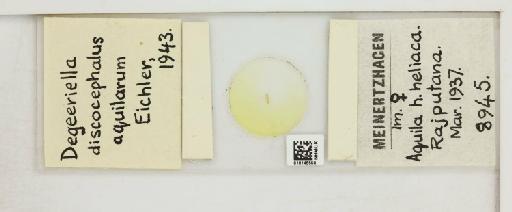 Degeeriella discocephalus aquilarum Eichler, 1943 - 010148550_816423_1432052