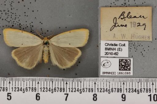 Cybosia mesomella (Linnaeus, 1758) - BMNHE_1661069_284752