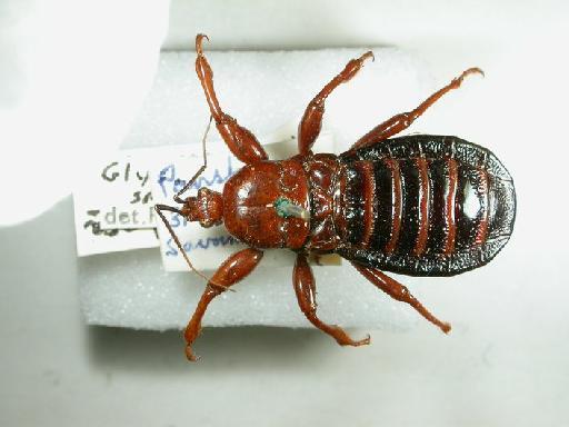 Glymma lothei - Hemiptera: Glymma Lothei