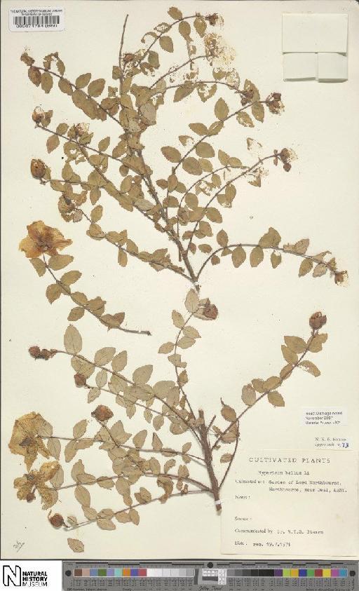 Hypericum bellum subsp. bellum - BM000071784