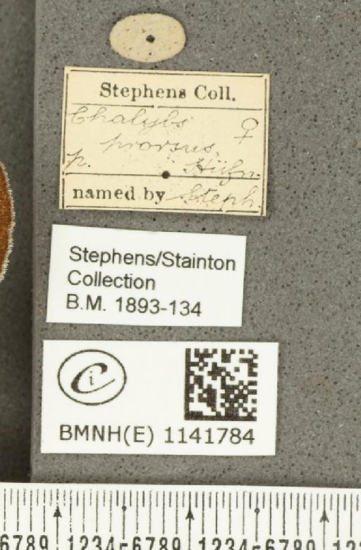 Satyrium pruni (Linnaeus, 1758) - BMNHE_1141784_label_96313