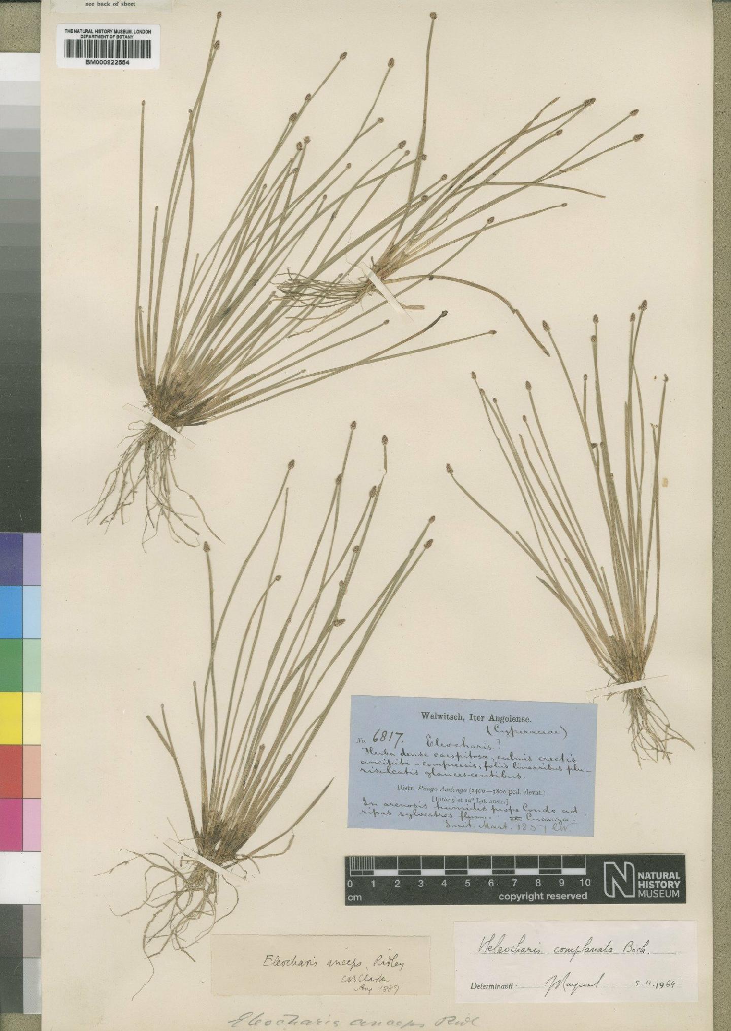 To the Natural History Museum, London (Eleocharis complanata Boeckeler BM000922554 type 1)