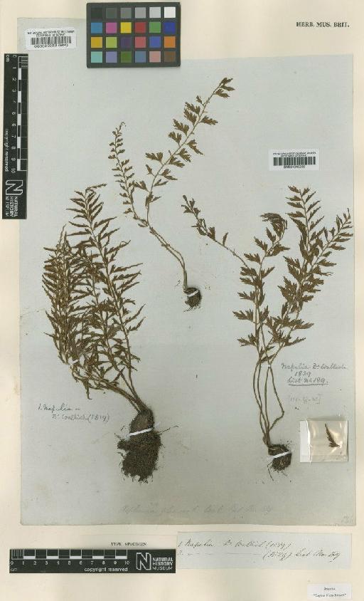 Asplenium indicum Sledge - BM000523633