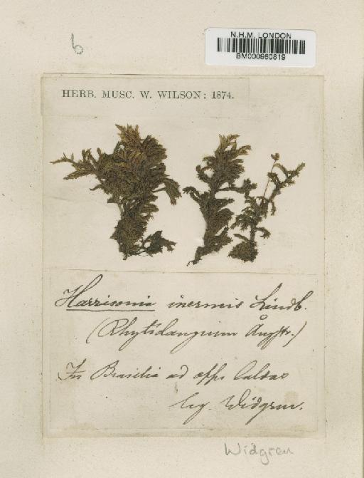 Rhacocarpus inermis (Müll.Hal.) Lindb. in Broth. - BM000960819