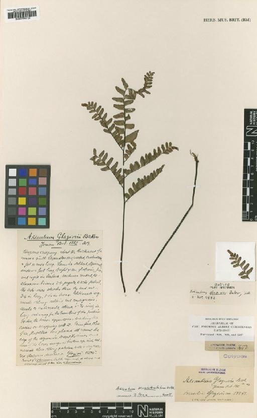 Adiantum serratodentatum Humb. & Bonpl. ex Willd. - BM000936720