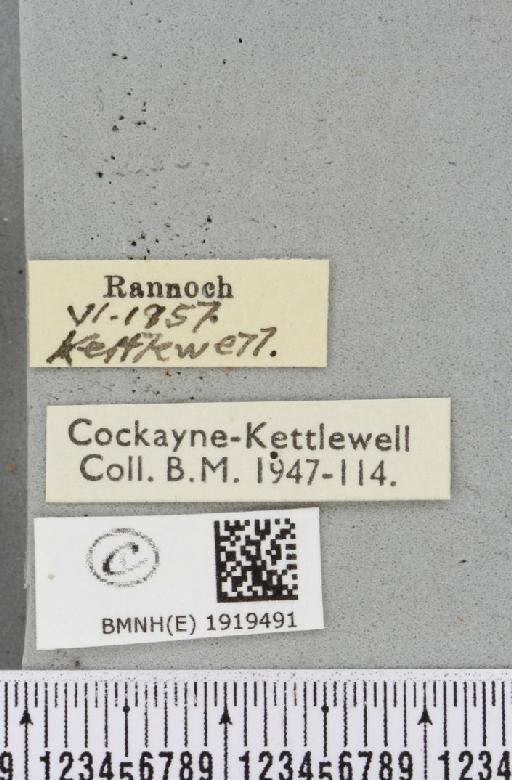 Alcis repandata repandata (Linnaeus, 1758) - BMNHE_1919491_label_476170