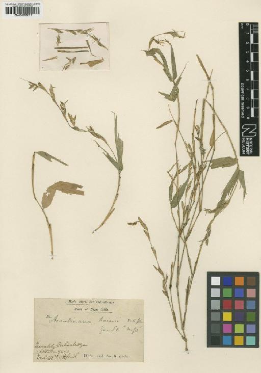 Microcalamus prainii Gamble - BM000959211