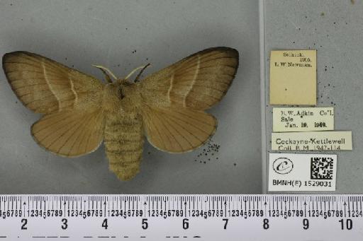 Macrothylacia rubi ab. grisea Tutt, 1902 - BMNHE_1529031_196499