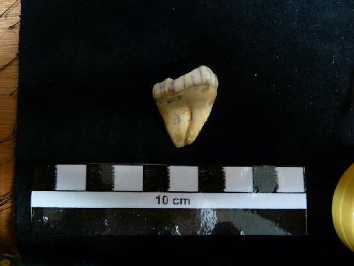 Ursus arctos Linnaeus, 1758 - M 92417 Ursus arctos lower m3 tooth.2