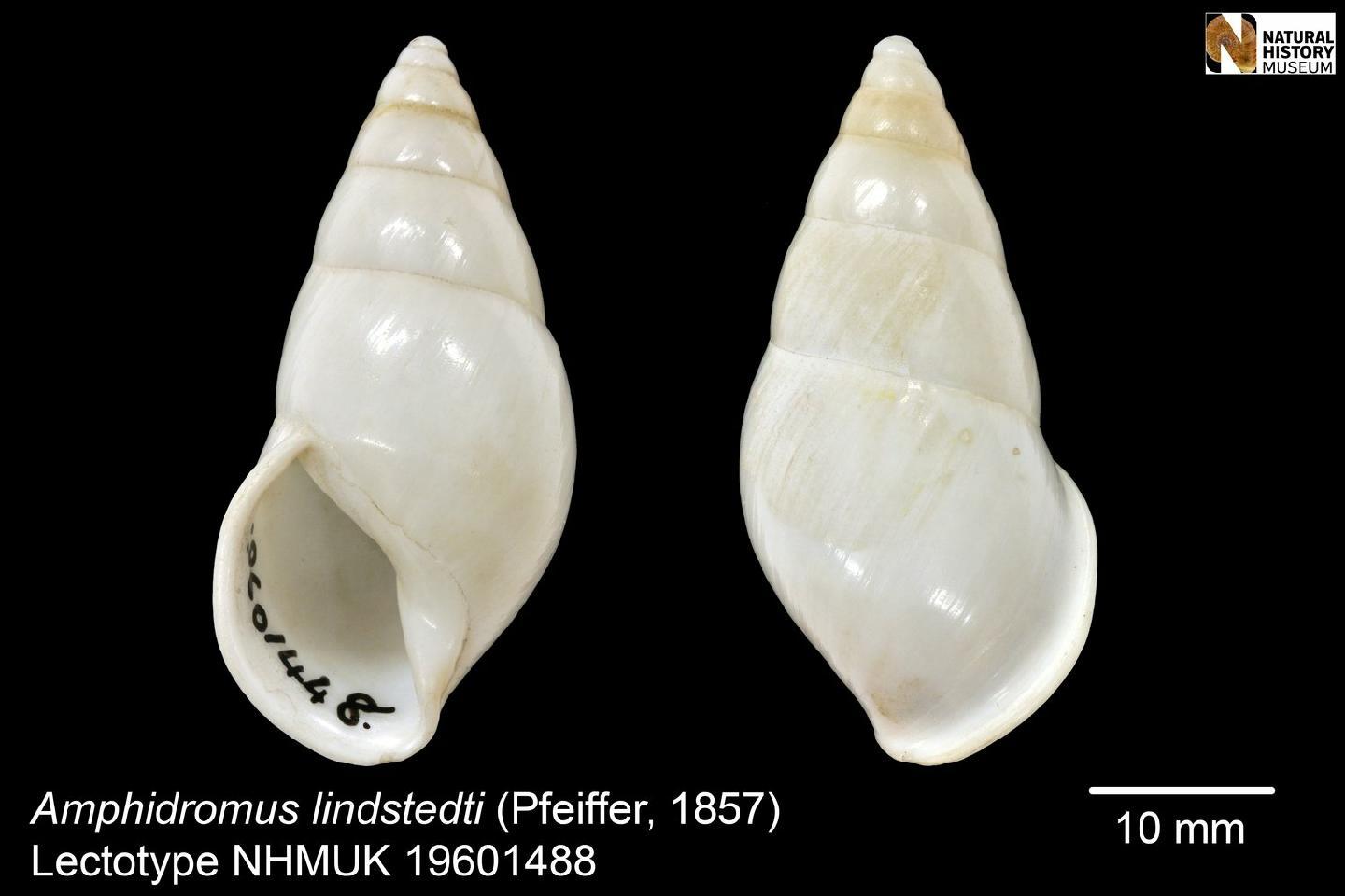 To NHMUK collection (Bulimus lindstedti Pfeiffer, 1857; Lectotype; NHMUK:ecatalogue:2458918)