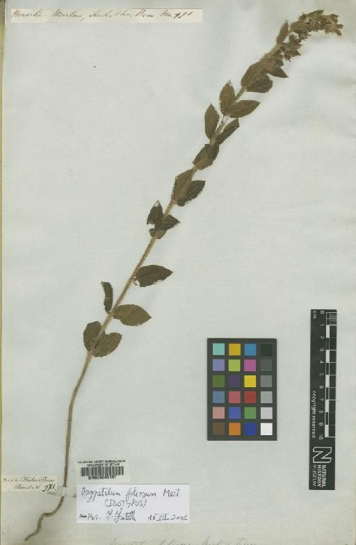 Oxypetalum foliosum Mart. - BM000645187