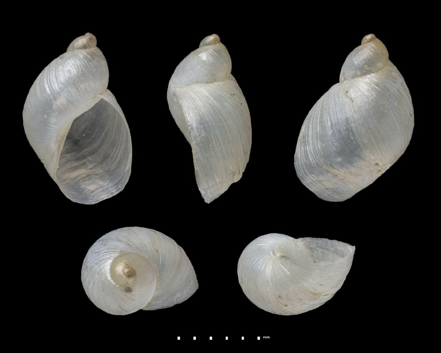 To NHMUK collection (Succinea taylori Pfeiffer, 1853; SYNTYPES; NHMUK:ecatalogue:9996376)