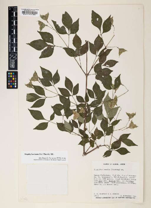 Staphylea bumalda DC. - 000520608