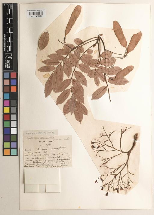 Dalbergia cana Graham - BM013405186