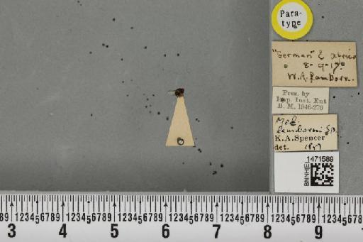 Melanagromyza solanidis Spencer, 1959 - BMNHE_1471589_46585