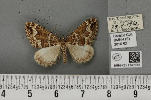 Lampropteryx suffumata (Denis & Schiffermüller, 1775) - BMNHE_1747080_334016