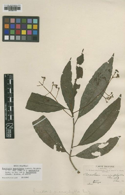 Parathesis angustifolia Lundell - BM000947664