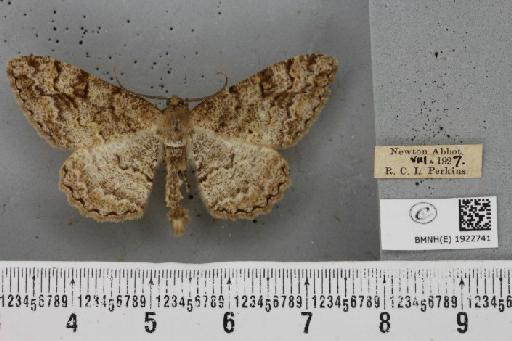 Alcis repandata repandata (Linnaeus, 1758) - BMNHE_1922741_477979