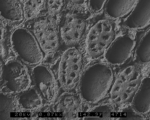 Iyarispora chiass Martha et al., 2019 - PI D 59365 (1A) - Iyarispora chiass