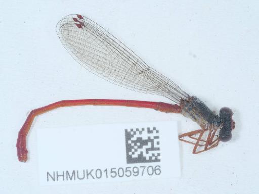 Ceriagrion tenellum (de Villers, 1789) - 015059706_2