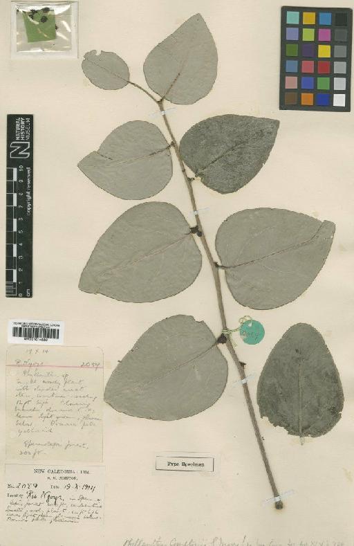 Phyllanthus comptonii S.Moore - BM001014880