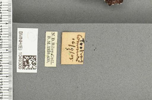 Vanessa atalanta (Linnaeus, 1758) - BMNHE_1049309_label_44636